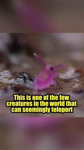 The Tiny Creature That Seems to Teleport When Threatened 🐇✨ #springtail #wildlife #nature #animals #insects