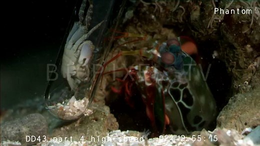 Peacock mantis shrimp breaking glass slow motion 1500 frames per second