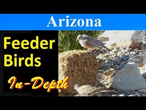 10 Most Common Feeder Birds of Arizona [In-Depth]