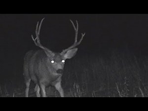 Possible *Best* Hunting Advice Ever