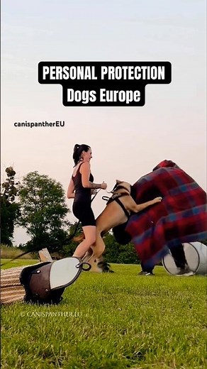 Personal Protection Dogs Europe, Canis Panther new line development #protectiondog #dogsecurity