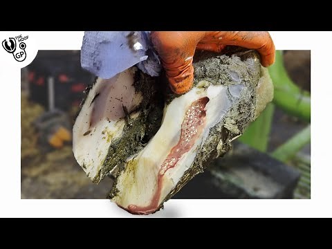 DEEP HOLE in cow's hoof OOZES BUBBLES