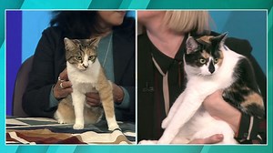 Pet Pals: 2 bonded cats ready for their new home