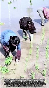 Farmers Planting Rice in Paddy Fields Using Traditional Methods