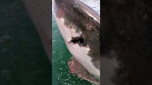 Great white shark swimming with head out of the water #greatwhiteshark