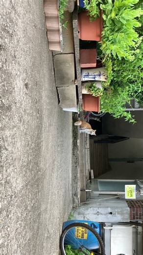 GOYANGi::고양이.raw #shorts