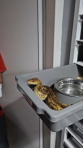 610 reactions | Bongo saar clown male feeding ☠️ #snakelover #ballpythonlove #snek #royalpythons #morph #morphs #livingart #beardeddragon #herpetology #lizard #boa #animal #reptilelove #leopardgecko #snakelife #petsnake #gecko #clownballpython #ballpythoncollection #ballpythonmorphsofinstagram #exotic #nature #reticulatedpython #cornsnake #snakelove #snakekeeper #bananaballpython #boaconstrictor #lizards #piedballpython | Xclusive ball pythons | Facebook