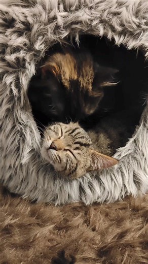Mavis (tortoiseshell) belongs to one of our amazing fosters. Mavis is making sure that her foster brother, Simon is ready for adoption 🧼🥰 Keep an eye on our adoption page as Simon will be listed there soon: https://www.catrescuedunedin.org.nz/adopt/ | Cat Rescue Dunedin