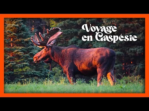 Découvrir la Gaspésie