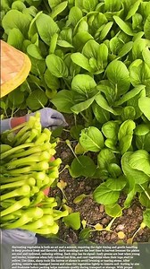 Perfect Timing for Picking Vegetables That Stay Fresh Longer #farming #harvest