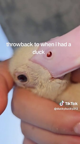 #ducks #throwback #cute #pets #bird