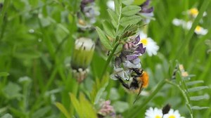 Bumblebee on Vetch plant moves from flower to flower and plunges its long tongue (known as glossa) into them to extract nectar. It flies off and exits frame. All in macro slow-motion (20% real time).