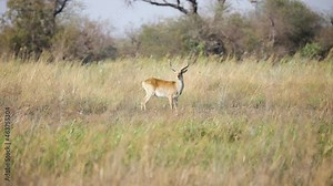 Red Lechwe Stands At The Midst Of The Wilderness In Caprivi, Namibia In South Africa. wide, pov