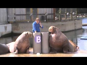 Walrus Show (Full Show) | Dolfinarium Harderwijk 2015