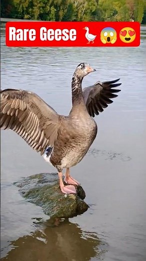 Hybrid Geese Honking | Unique Wildlife Sounds Up Close 🦢🦆
