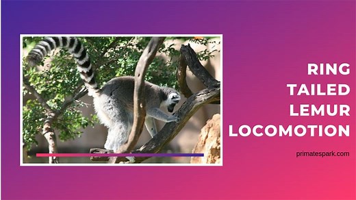 28 Ring Tailed Lemur Locomotion Facts: How Do They Move? - Primates Park