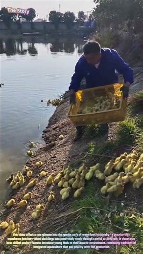 First Swim: Watch a Farmer Guide Hundreds of Ducklings into the Water! 🐥💦