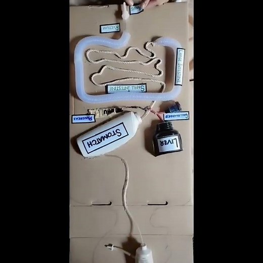 Digestive system model using household items || How to make digstive system 3D model #shorts