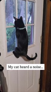 Definition os curious cat 🤣 (🎥: Toaster’s Mom via ViralHog) | Fluffy Animals