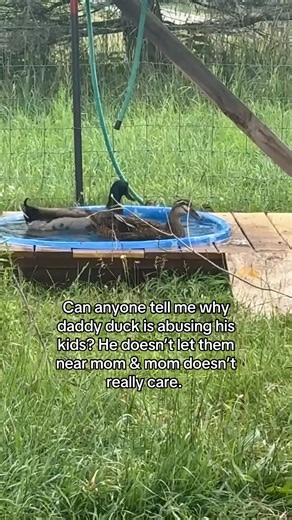 Understanding Daddy Duck's Behavior Towards Ducklings