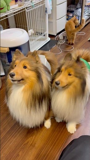 【シェルティ】ならんだ❣️ならんだ❣️ #シェットランドシープドッグ #犬のいる生活