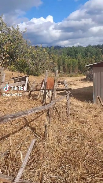 Videos de cotte (@cotte782) con “Niégame - Los Rancheros de Río Maule”