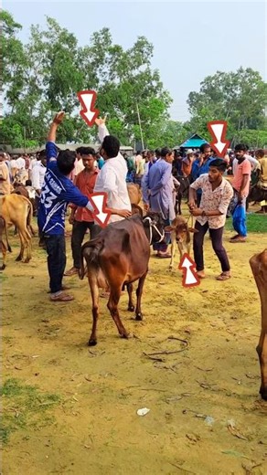 😱How did the big cow turn into a small cow?