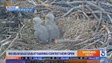 Big Bear bald eaglet naming contest now open