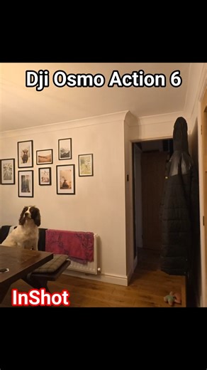 InShot edit with Toby, #osmoaction6 #inshotediting #dog #djimini5pro #djidrone #dji