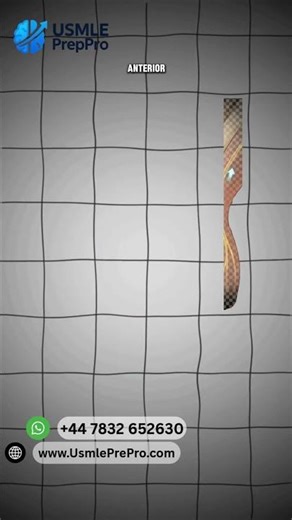 UMN vs. LMN: The Ultimate "Up/Down" Mnemonic