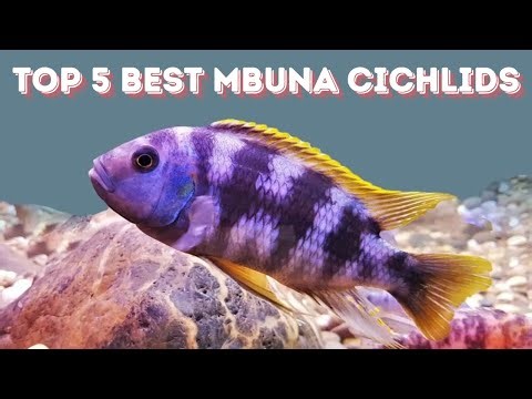 Best Mbuna cichlids