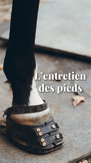 Hélène Ralda | vulgarisation scientifique & good vibes ✨ on Instagram: "🎁 CONCOURS 19 décembre 2025 - gagne ta paire de Scootboot : 📍 Abonne-toi à @helene.papote + @scootbootsdownunder 📝 Tague au moins 2 amis en commentaire sous ce réel 💌Partage ce réel en story ⏳Tu as jusqu’au 26 décembre pour y participer 📞Le/la gagant/e sera annoncé sur Instagram le 26 décembre au soir et contacté par message privé ! En lien avec le contenu de ce réel… Source : Clayton, H. M., Gray, S., Kaiser, L. J., &