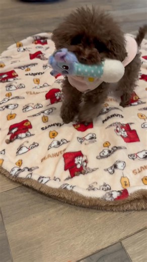 I got another weapon today. Are you scared? 😆 #poodle #teacuppoodle #小麥家族 #doglover | 小麥家族