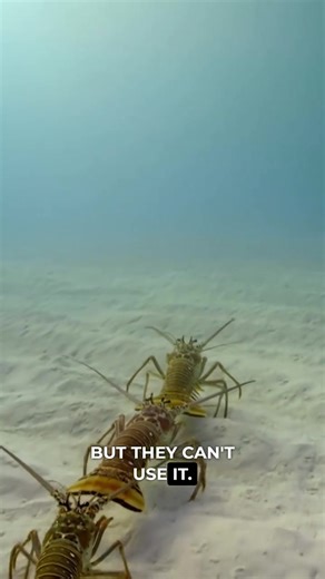 Creature of the day: The Lobster 🦞🦞🦞🦞🦞 Lobsters are malacostracan decapod crustaceans of the family Nephropidae or its synonym Homaridae. They have long bodies with muscular tails and live in crevices or burrows on the sea floor. Three of their five pairs of legs have claws, including the first pair, which are usually much larger than the others. (Wikipedia) 🎥👇🏽 @animal.doozy IG | Angry Trini