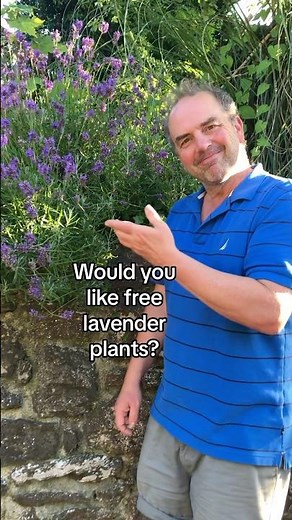How to take lavender cuttings. Plants for free.