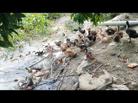 Local murgir powali ll লোকেল কুকুৰাৰ পোৱালি বঙাইগাঁও জিলা হাহৰ পোৱালি বঙাইগাঁও