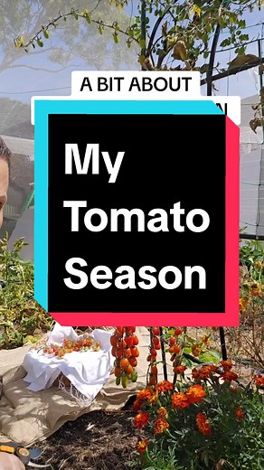 Maximizing Tomato Harvest | Tips for Growing and Preserving Tomatoes