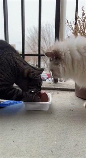 🥊 Cat Boxing: The Daily Rivalry. 🥊 일촉즉발! 고양이들의 치열한 일상 대결.