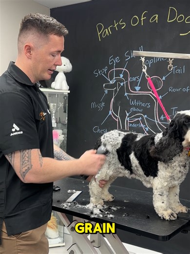 Mastering Spaniel Grooming Techniques: Reverse Clipping Tips