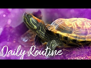 Red Eared Slider Turtle Daily Routine