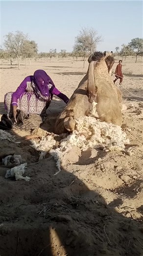 عندما يعالج الجمل نفسه بهدوء