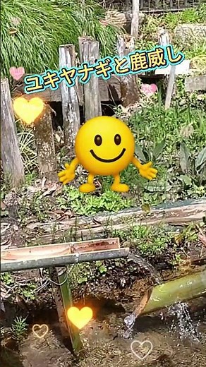 ユキヤナギと鹿威し
