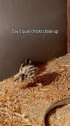Day 1 quail chicks close-up