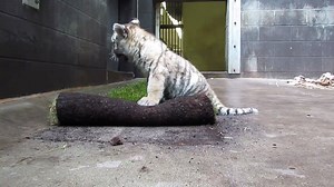 21K views · 1.1K reactions | Happy Tiger Tuesday! The Amur tiger is showing her playful side and keeping mom on her toes. The cub loves exploring new smells and textures. See updates & learn how you can support the tiger cub here: https://goo.gl/WXRPxH | Minnesota Zoo | Facebook
