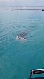 Meal time for this Tiger Shark at Heron Island 🐯🦈 As a remote island on the Great Barrier Reef you can expect to see all sorts of incredible things, and being in the presence of a 3m Tiger Shark enjoying her meal has to be one of them! Watching the wild encounter from the Island jetty Master Reef Guide Catie Streng said "It was just a normal day, getting the boat ready to head out, when we heard splashing next to the boat. We went to investigate and noticed it was a female tiger shark having a