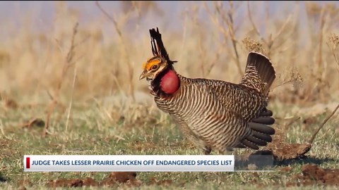 Lesser prairie chicken won’t be listed as endangered
