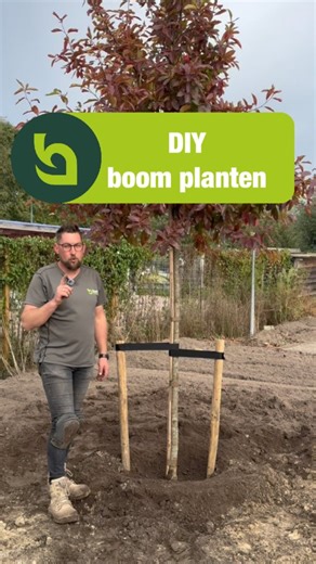 《DIY BOOM PLANTEN》#tuininspiratie #boom #planten #tuinidee #dıy #tuin #bastdeplantgigantvanmiddennederland #plantgigant #planteenboom #bomen #boomkopen #boomplanten | Bast de Plantgigant