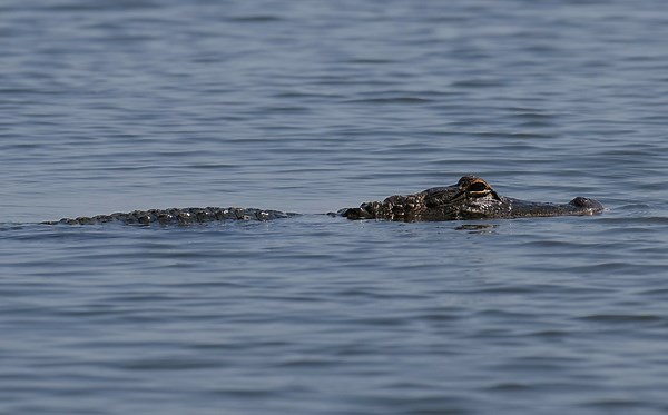 With gator population booming, recreational hunting season on the horizon