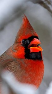 One color can unlock a thousand memories. #cbfp #cardinalbird #CardinalLove #cardinallovers | Cardinal Bird Fans Page