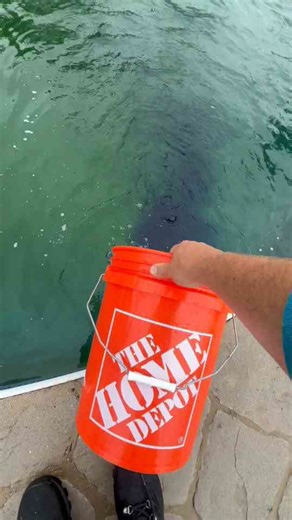 Transforming a Green Pool into Sparkling Clean Water for Summer